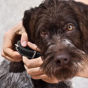 Best Dog Collar • Reviews & Buying Guide (January 2025)