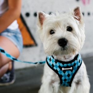 Best Dog Harness • Reviews & Buying Guide (November 2024)