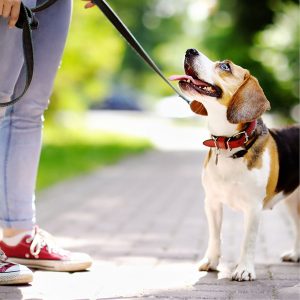 Best Dog Leash • Reviews & Buying Guide (November 2024)